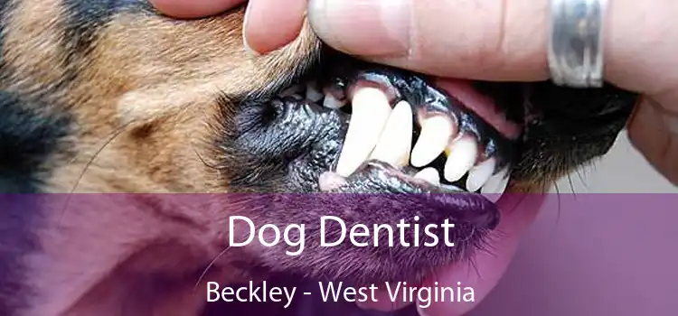 Dog Dentist Beckley - West Virginia