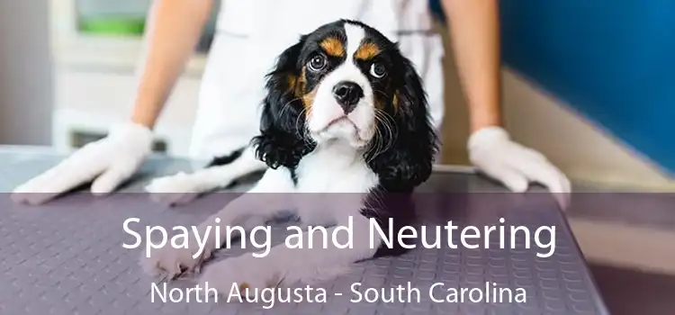 Spaying and Neutering North Augusta - South Carolina