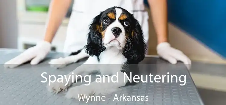 Spaying and Neutering Wynne - Arkansas