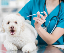 dog vaccinations in Myrtle Beach
